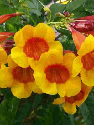 The Esperanza's Story