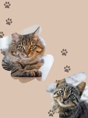 L'adoption d'un chat
