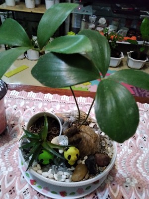 The Last Of Her Kind,ACILLE